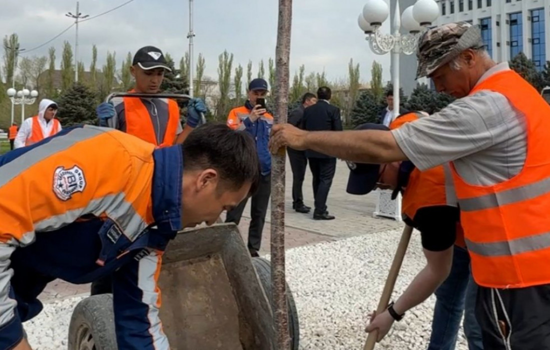 Таразда жаңа жасыл аймақ: сакура ағаштары отырғызылады