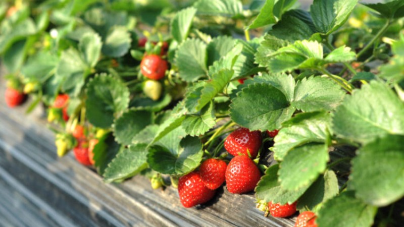 Көкбастаулық кәсіпкердің ісі көпке үлгі