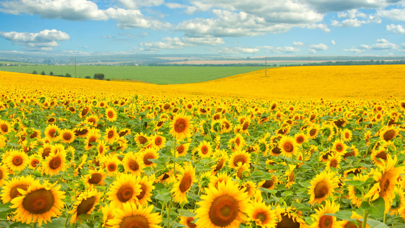 Алдағы күндері ауа райы қандай болады?