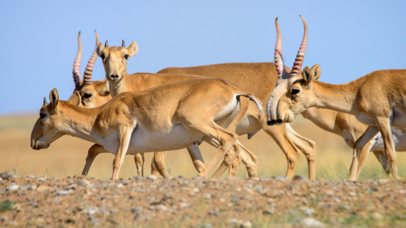 Киік саны ретсіз көбейсе, пастереллёз сынды аурулардың қаупі артады – министр