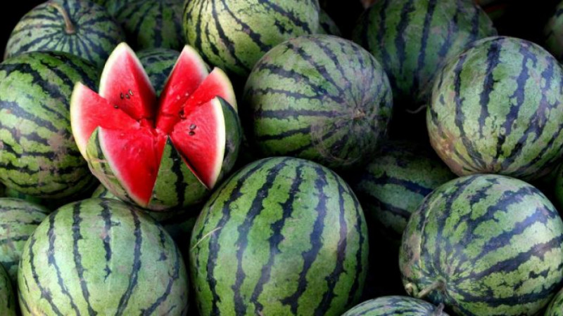 Созақтың қарбыздары шетелге экспортталып жатыр