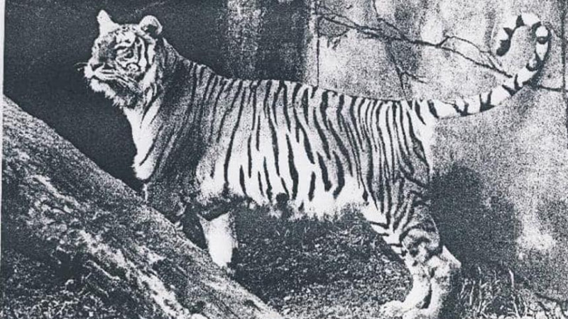 Тұран жолбарысы Қазақстанға 2025 жылы оралады –Экология министрлігі