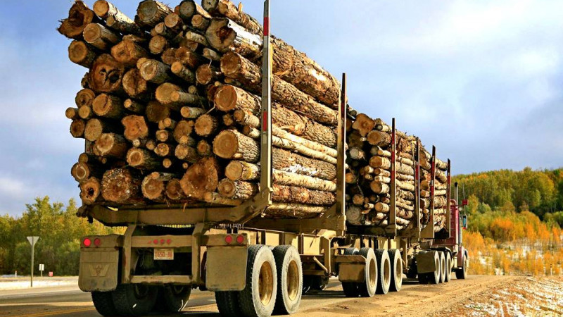 Қырғызстанда қағаз, картон, сүрек пен ағаш материалы экспортына мораторий енгізілді
