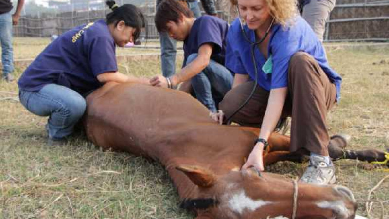 Жыл соңына дейін ветеринарлардың жалақысы 60%-ға артады