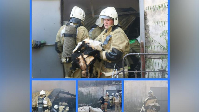 Шымкентте мақта өңдейтін цех өртеніп кетті