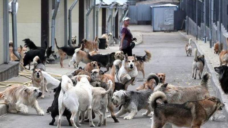 Жамбылда 11 бригада қаңғыбас иттерді аулап жүр