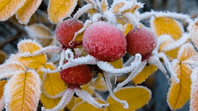 Үсік жүреді: 2 қазанға арналған ауа райы болжамы