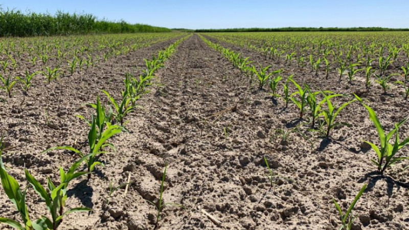 Келер жылы ауыл шаруашылығы дақылдарын 25 мыңға жуық гектар алқапта егу жоспарланып отыр