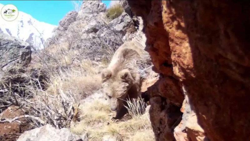 Тань-Шань қоңыр аюы «Сайрам-Өгем» мемлекеттік ұлттық табиғи паркінің фототұзағына түсіп қалды