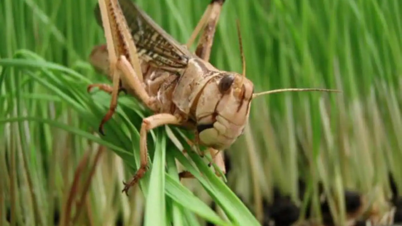 Қазақстанның 14 өңірінде шегіртке зиянкестерімен күресу мақсатында 464 мың гектардан астам алқап өңделді