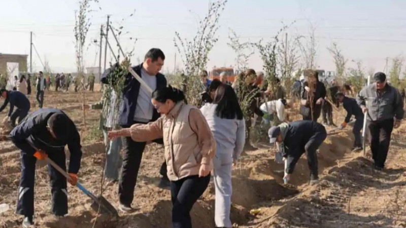 Таразда 10 мың ағаш отырғызылды: Экологияны жақсартуға бағытталған жаңа қадам