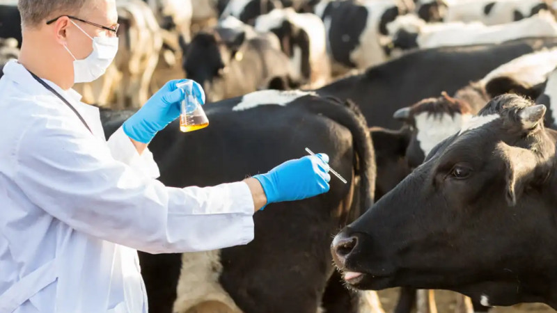 Жамбыл облысындағы эпизоотиялық жағдай тұрақты бақылауда