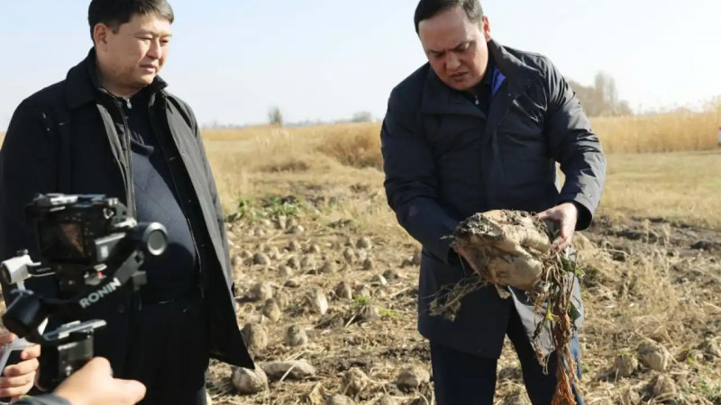 Ербол Қарашөкеев қызылша алқаптарын аралап, Меркі қант зауытының жұмысын тексерді