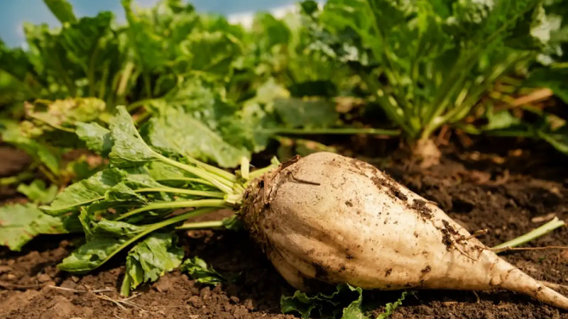 Жамбыл облысында агроөнеркәсіп кешені: өндіріс көлемі мен өнімділік артуда