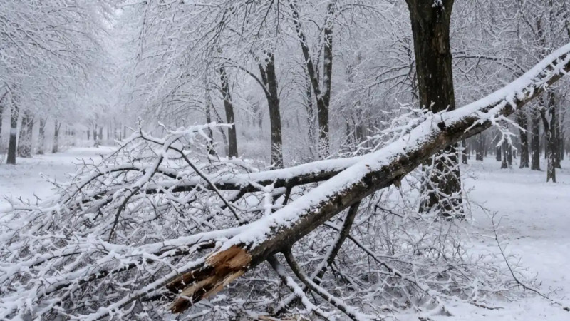 Шымкентте қайғылы оқиға: ағаш құлап, бала көз жұмды