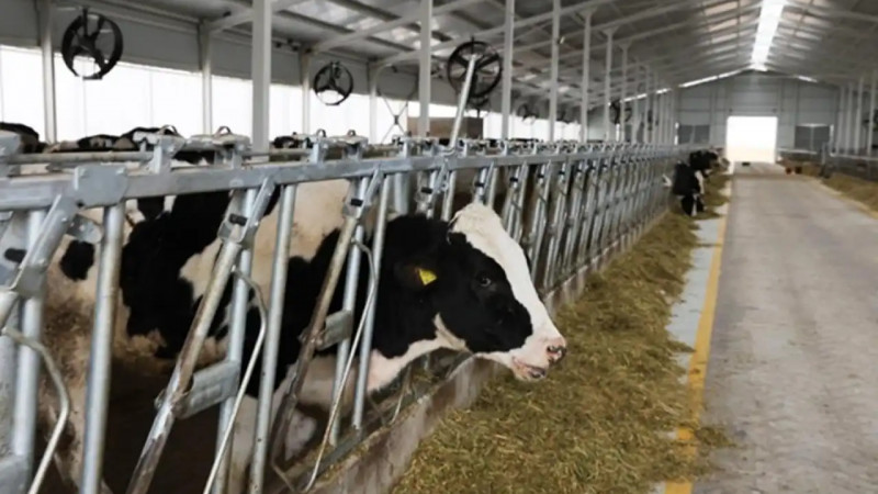 Жамбыл облысында толық роботтандырылған сүт фермасы іске қосылады