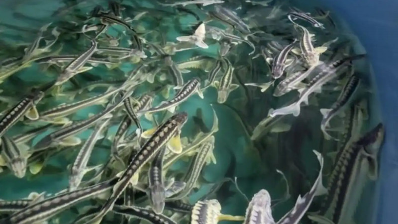 2027 жылдан бастап аквамәдениетті дамытуға арналған ақпараттық жүйе енгізіледі