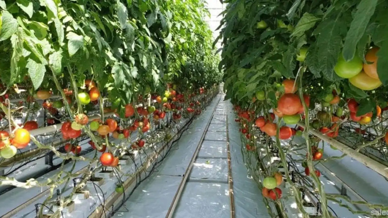 Жамбыл ауданында ауыл шаруашылығының жалпы өнімі 56,5 млрд теңгеге жетті