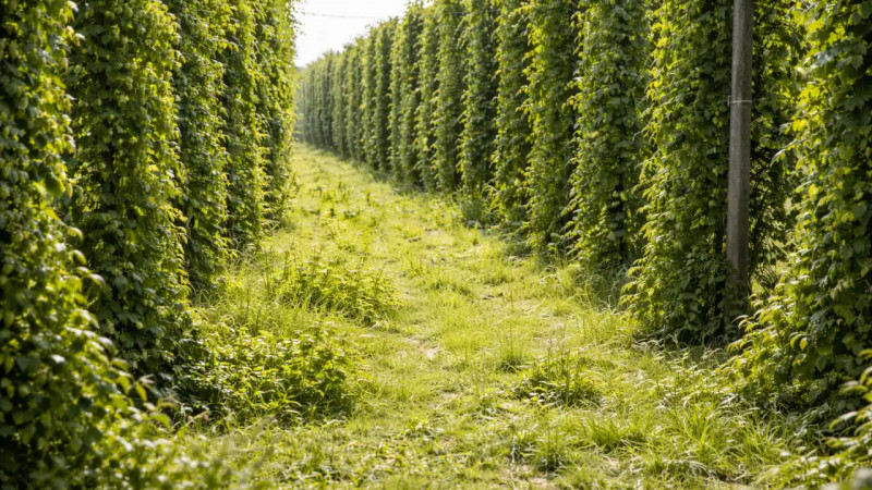 Қордай хмелі экспортқа жол ашады: фермерлер «жасыл алтынның» жаңа мүмкіндіктерін талқылады