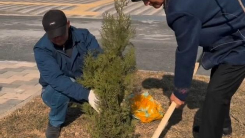 Ата-аналар «Келешек мектептерінің» ауласына көшет отырғызды
