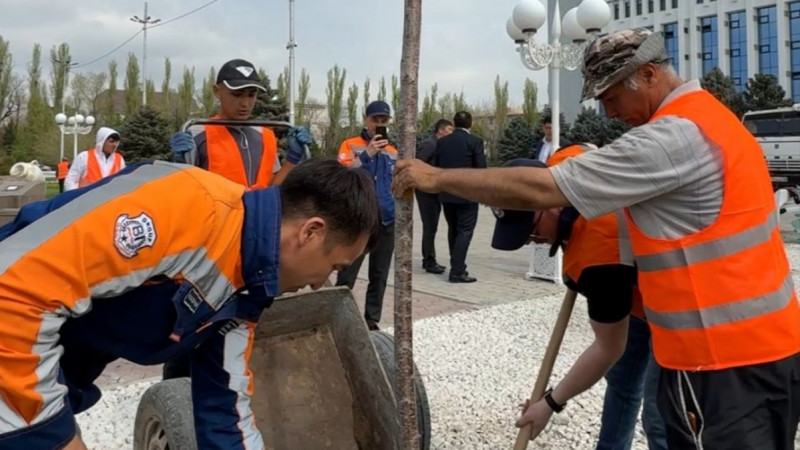 Таразда жаңа жасыл аймақ: сакура ағаштары отырғызылады