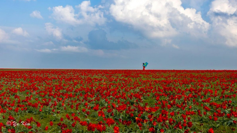 Жамбылда «Қызғалдақ мұра» халықаралық фестивалі өтеді