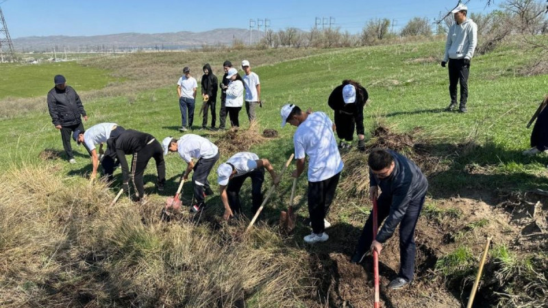 Жамбыл облысында  он мың ағаш егілді
