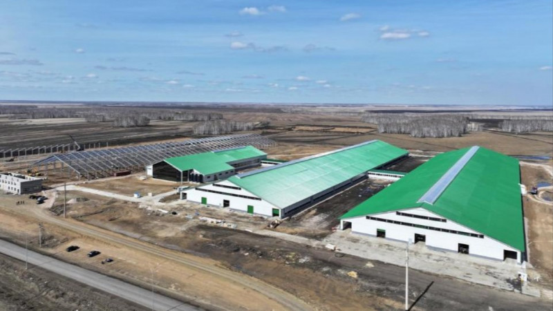 Солтүстік Қазақстан облысына үш жылда 9000 бас асыл тұқымды ірі қара мал әкелінді