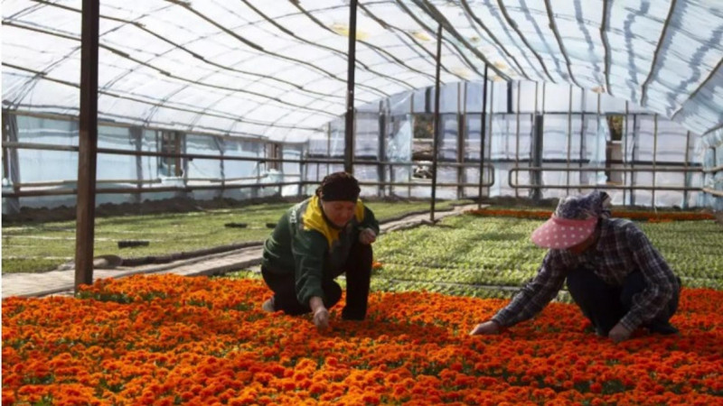 «Жасыл ел-Тараз»-дың жылыжайы: Бүгінде мұнда миллион түп гүл өсіріледі