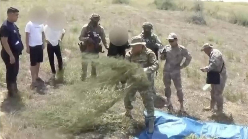 Жамбыл облысында полиция ірі көлемдегі марихуананың заңсыз айналымына тосқауыл қойды