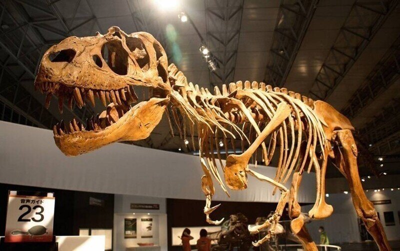 Көне динозаврдың сүйегі аукционда 6 млн долларға сатылды